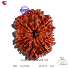 Load image into Gallery viewer, 11 Mukhi Nepalese Rudraksha - Bead No. 232
