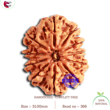 Load image into Gallery viewer, 11 Mukhi Nepalese Rudraksha - Bead No. 366