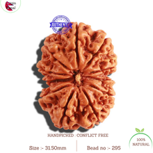 Load image into Gallery viewer, 11 Mukhi Nepalese Rudraksha - Bead No. 295