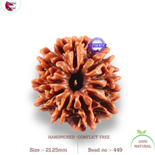 Load image into Gallery viewer, 10 Mukhi Nepalese Rudraksha - Bead No 449