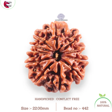 Load image into Gallery viewer, 10 Mukhi Nepalese Rudraksha - Bead No. 442