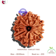 Load image into Gallery viewer, 10 Mukhi Nepalese Rudraksha - Bead No. 233