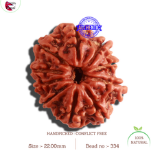 Load image into Gallery viewer, 10 Mukhi Nepalese Rudraksha - Bead No. 334