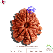Load image into Gallery viewer, 10 Mukhi Nepalese Rudraksha - Bead No 330
