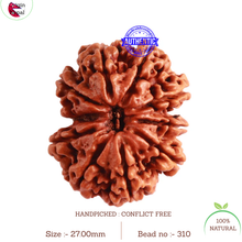 Load image into Gallery viewer, 10 Mukhi Nepalese Gaurishankar Rudraksha - Bead No. 310