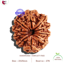 Load image into Gallery viewer, 10 Mukhi Nepalese Rudraksha - Bead No. 276