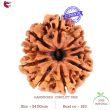Load image into Gallery viewer, 10 Mukhi Nepalese Rudraksha - Bead No 183