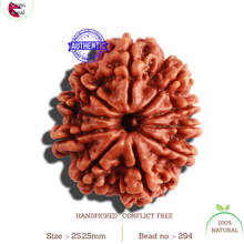 Load image into Gallery viewer, 10 Mukhi Nepalese Rudraksha - Bead No 294