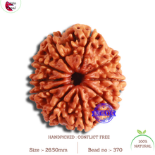 Load image into Gallery viewer, 10 Mukhi Nepalese Rudraksha - Bead No. 370