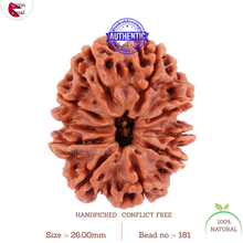 Load image into Gallery viewer, 10 Mukhi Nepalese Rudraksha - Bead No 181