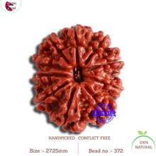 Load image into Gallery viewer, 10 Mukhi Nepalese Rudraksha - Bead No. 372