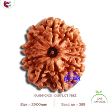 Load image into Gallery viewer, 10 Mukhi Nepalese Rudraksha - Bead No. 389
