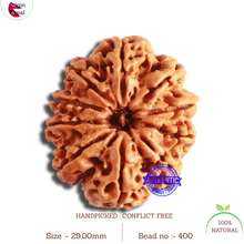 Load image into Gallery viewer, 10 Mukhi Nepalese Rudraksha - Bead No. 400