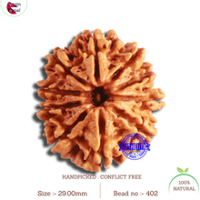 Load image into Gallery viewer, 10 Mukhi Nepalese Rudraksha - Bead No. 402