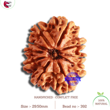 Load image into Gallery viewer, 10 Mukhi Nepalese Rudraksha - Bead No. 392
