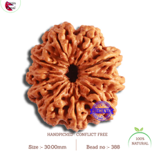 Load image into Gallery viewer, 10 Mukhi Nepalese Rudraksha - Bead No. 388