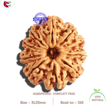 Load image into Gallery viewer, 10 Mukhi Nepalese Rudraksha - Bead No. 316