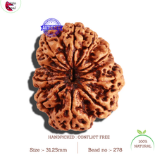 Load image into Gallery viewer, 10 Mukhi Nepalese Rudraksha - Bead No. 278