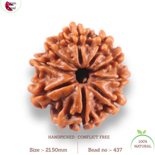 Load image into Gallery viewer, 9 Mukhi Nepalese Rudraksha - Bead No. 437
