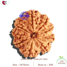 Load image into Gallery viewer, 9 Mukhi Nepalese Rudraksha - Bead No. 208