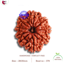 Load image into Gallery viewer, 9 Mukhi Nepalese Rudraksha - Bead No. 379
