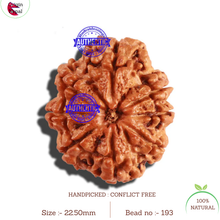 Load image into Gallery viewer, 8 Mukhi Nepalese Rudraksha - Bead No. 193