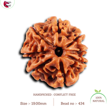 Load image into Gallery viewer, 8 Mukhi Nepalese Rudraksha - Bead No. 434
