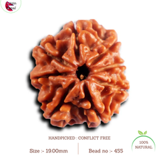 Load image into Gallery viewer, 8 Mukhi Nepalese Rudraksha - Bead No. 455