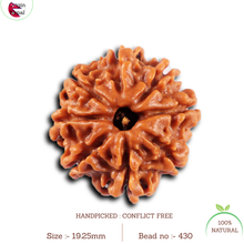 Load image into Gallery viewer, 8 Mukhi Nepalese Rudraksha - Bead No. 430