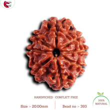 Load image into Gallery viewer, 8 Mukhi Nepalese Rudraksha - Bead No. 393