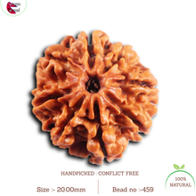 Load image into Gallery viewer, 8 Mukhi Nepalese Rudraksha - Bead No.459