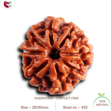 Load image into Gallery viewer, 8 Mukhi Nepalese Rudraksha - Bead No. 452