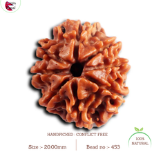 Load image into Gallery viewer, 8 Mukhi Nepalese Rudraksha - Bead No. 453