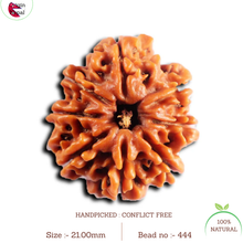 Load image into Gallery viewer, 8 Mukhi Nepalese Rudraksha - Bead No. 444