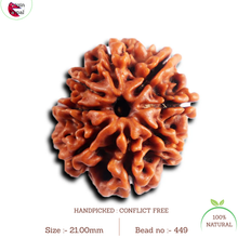 Load image into Gallery viewer, 8 Mukhi Nepalese Rudraksha - Bead No. 449
