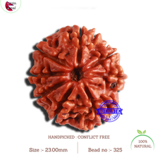 Load image into Gallery viewer, 8 Mukhi Nepalese Rudraksha - Bead No. 325