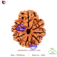 Load image into Gallery viewer, 8 Mukhi Nepalese Rudraksha - Bead No. 80A