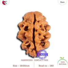 Load image into Gallery viewer, 2 Mukhi Rudraksha from Nepal - Bead No. 180