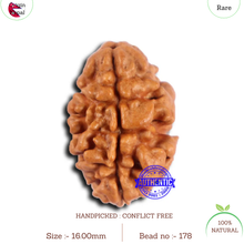 Load image into Gallery viewer, 2 Mukhi Rudraksha from Nepal - Bead No. 178