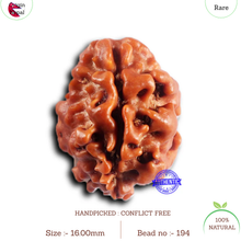 Load image into Gallery viewer, 2 Mukhi Rudraksha from Nepal - Bead No. 194