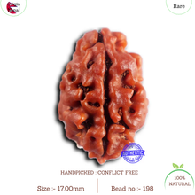 Load image into Gallery viewer, 2 Mukhi Rudraksha from Nepal - Bead No. 198