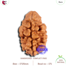 Load image into Gallery viewer, 2 Mukhi Rudraksha from Nepal - Bead No. 171