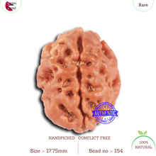 Load image into Gallery viewer, 2 Mukhi Rudraksha from Nepal - Bead No. 154