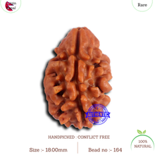 Load image into Gallery viewer, 2 Mukhi Rudraksha from Nepal - Bead No. 164
