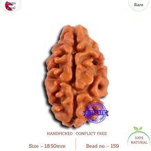 Load image into Gallery viewer, 2 Mukhi Rudraksha from Nepal - Bead No. 159
