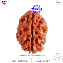 Load image into Gallery viewer, 2 Mukhi Rudraksha from Nepal - Bead No. 137