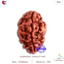 Load image into Gallery viewer, 2 Mukhi Rudraksha from Nepal - Bead No. 143