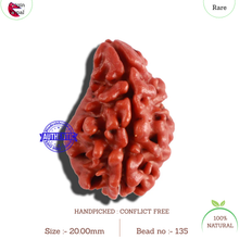 Load image into Gallery viewer, 2 Mukhi Naag Rudraksha from Nepal - Bead No. 135