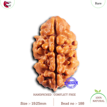 Load image into Gallery viewer, 2 Mukhi Rudraksha from Nepal - Bead No. 188