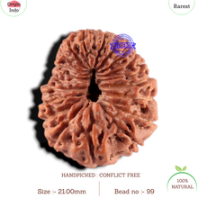 Load image into Gallery viewer, 20 Mukhi Indonesian Rudraksha - Bead 99